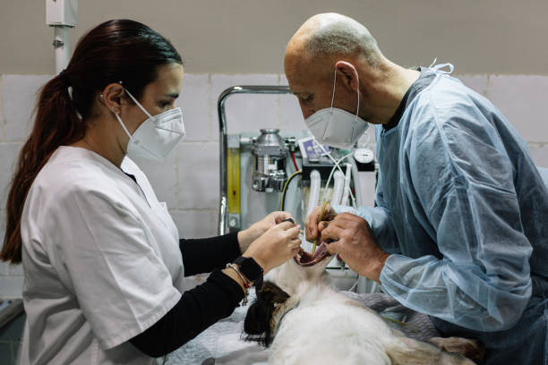 Dentist for Dental Trauma Baker, MT